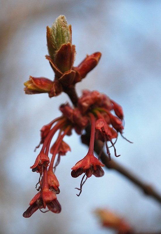 Maple Buds and Flowers