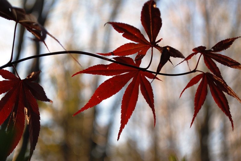 Japanese Maple Leaves