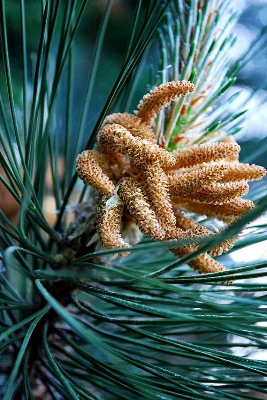 Future Pinecones