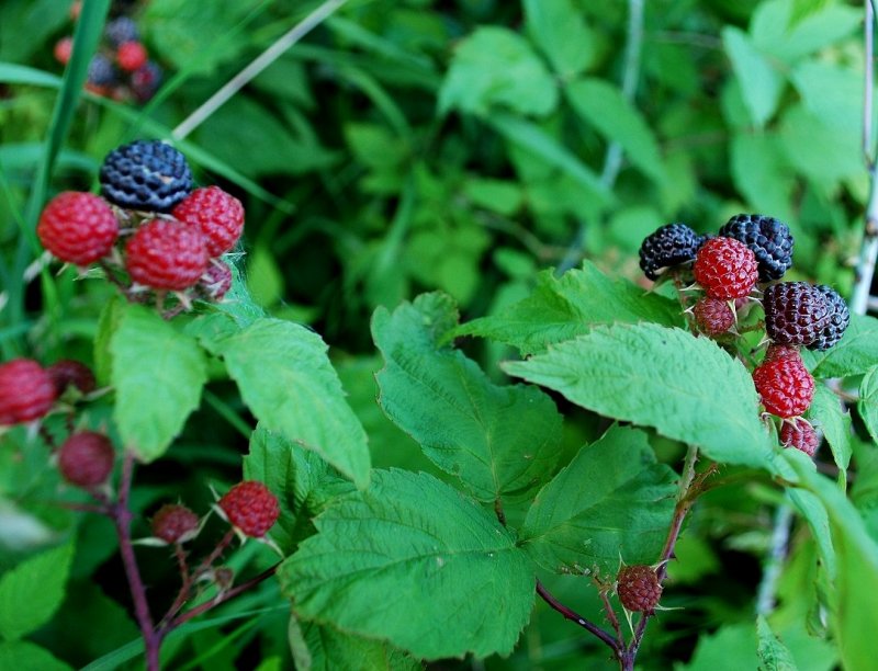 Wild Raspberries In The Hedgerow