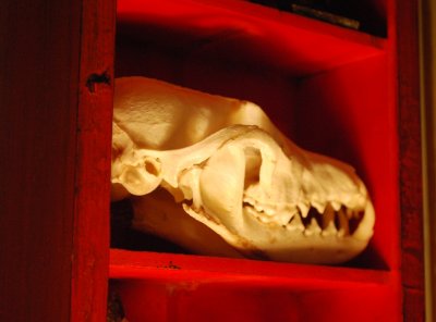 Fox Skull