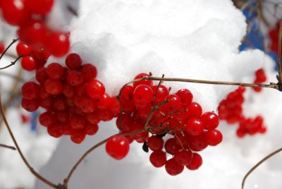 Berries In Snow