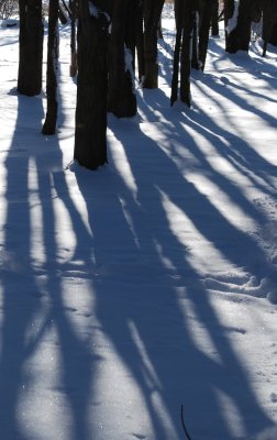 Maple Grove Shadows