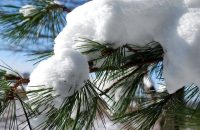 Pine Cloaked In Snow