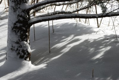 Pine and Snowshadows