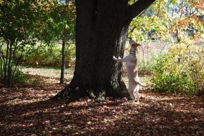 Treeing a Squirrel