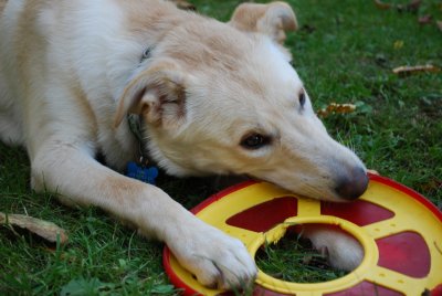 Chewing the Frisbee