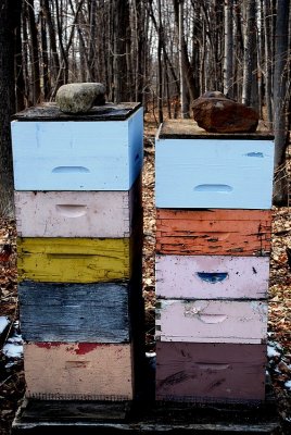 Bee Boxes and Rocks