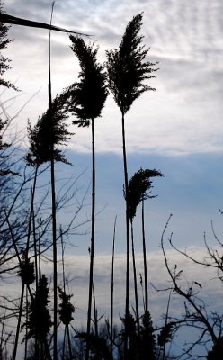 Ostrich Grass Silhouette