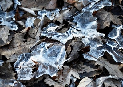Ice On Fallen Leaves
