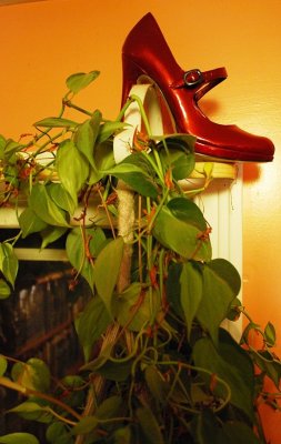 Red Shoe and Plant