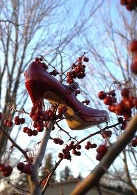 Red Shoe In Tree