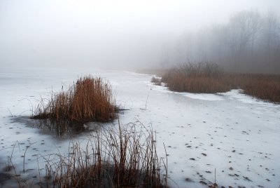 Cattail Pond In Mist