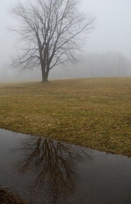 Reflected Tree