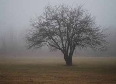 Lone Tree In Fog