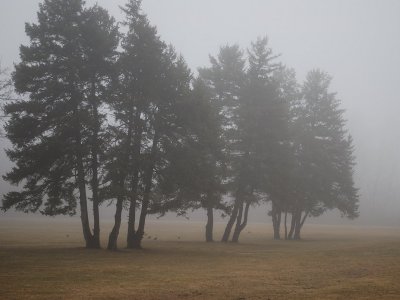 Foggy Pine Landscape