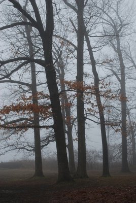 Trees In Mist