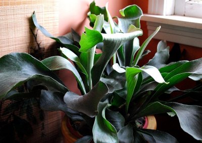 Staghorn Fern