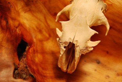 Woodchuck Skull