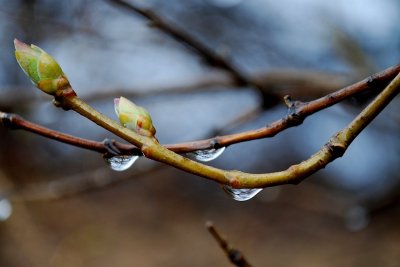 Lilac Buds and Raindrops
