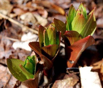 Frittilaria Buds