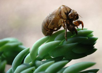 Cicada Shell On Leaves