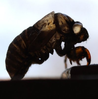 Backlit Empty Cicada Shell