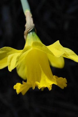 Hanging Daffodil
