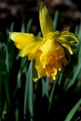 Farmer's Daffodil