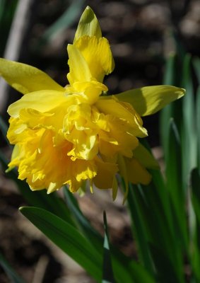 Frilly Daffodil
