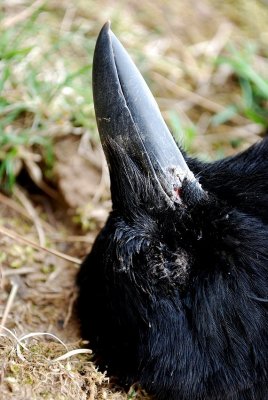 Crow Profile