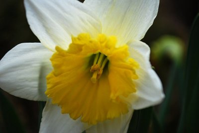 White Daffodil