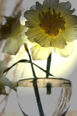 Daffodils In Vase