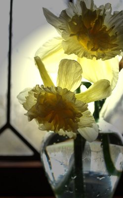 Morning Light Daffodils