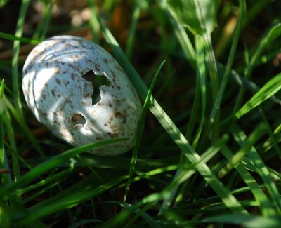 Egg In The Grass