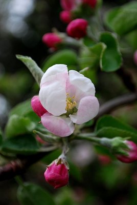 Pink Flowers, Yellow Apples