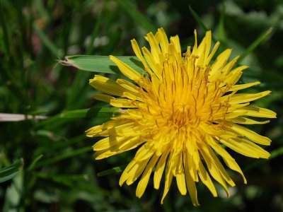 The Mighty Dandelion