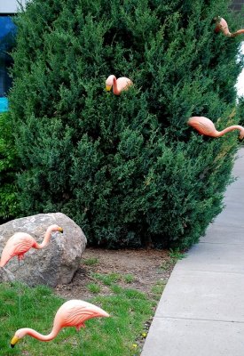 Where Flamingoes Fly