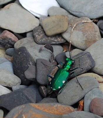 Green Water Beetle
