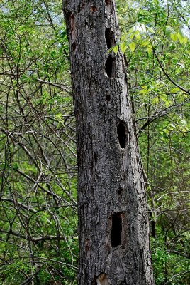 Woodpecker Tree