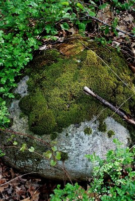 Boulder Under Moss