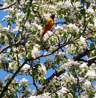 Oriole In Apple Blooms