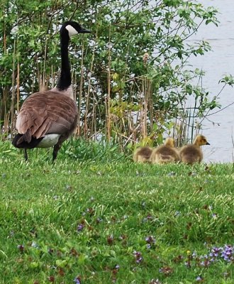 The Family Goose