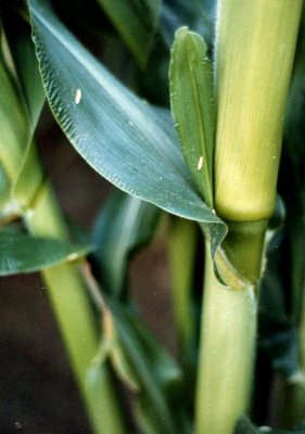 Corn Stalk