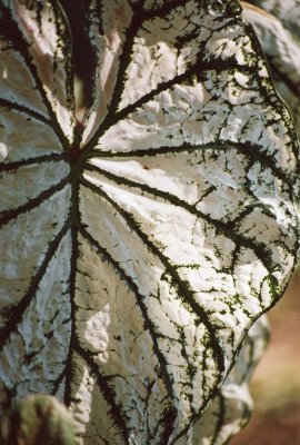 Giant Leaf Vein Detail