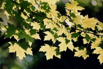 g1/12/899712/3/112649856.Vk4ZUFFW.jpg