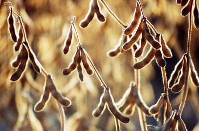 Drying Soybeans