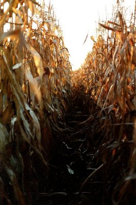 A Path Through The Corn