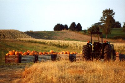 Pumpkin Crates And Tractor