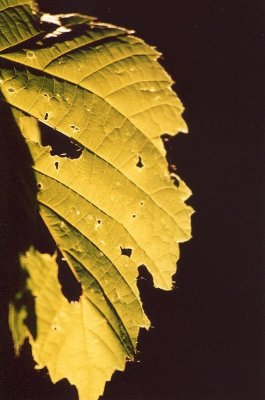 Chewed Leaf